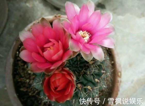 绯花玉|你家的仙人球不开花，可别人家的一言不合就开花，一茬接一茬