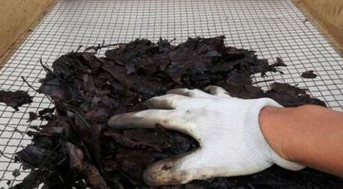 植物|想要酸性土养花该怎么弄兑点它们,喜酸植物不再黄叶掉花苞