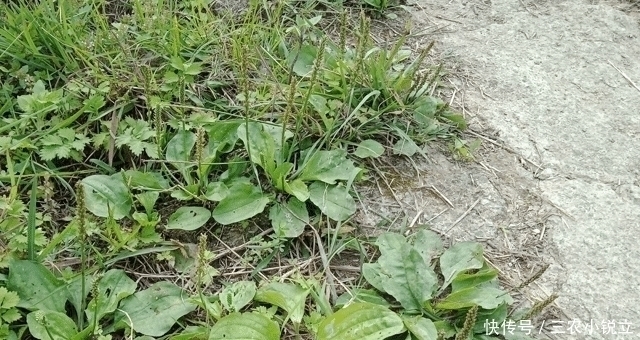 野草|人称“尿床草”,生于路旁,但价值很高,路过请尽量不要踩踏