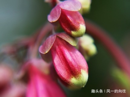 这三种花养花高手都不敢养,公认的养一盆死一盆,新手慎重