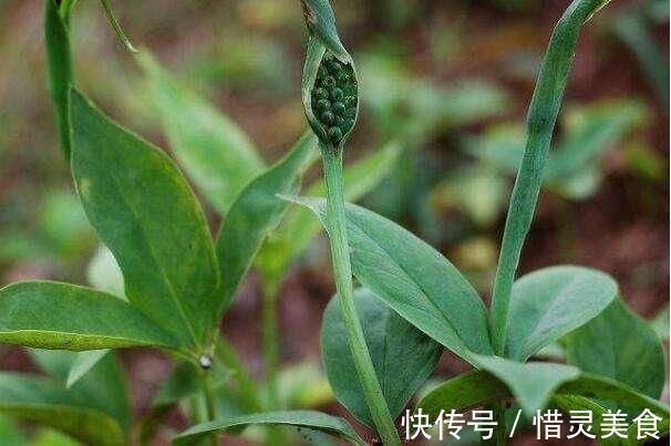 半夏|这野草玉米地里成片长,一斤能卖到70元,村里老人管它叫“羊眼”