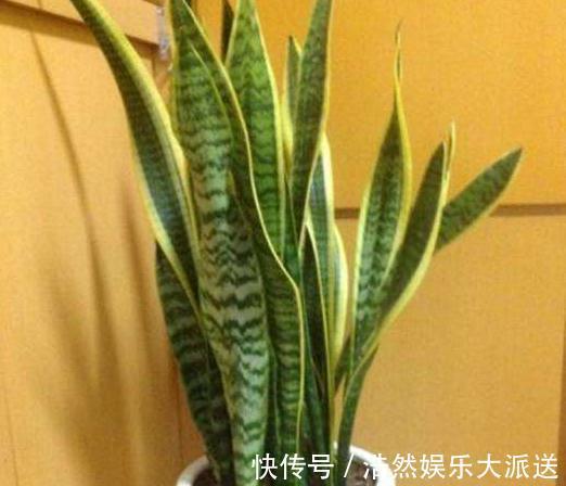 亮亮|室内3种花最怕“湿”，一沾水就死，放阳台不管，365天油亮亮