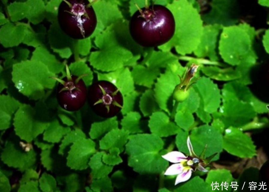 铜锤玉带草|提个醒:见到此野草,不妨拔些回家,好处不请自来,作用非常大