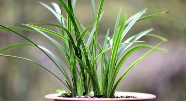 怎么判断兰花缺少氮磷钾?学会这三招,养不好兰花都难