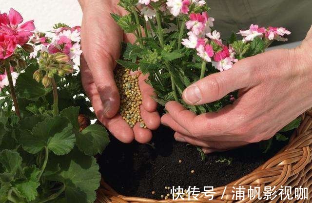 秋天|即将度夏成功想得太简单了,别让花毁在秋老虎手里!