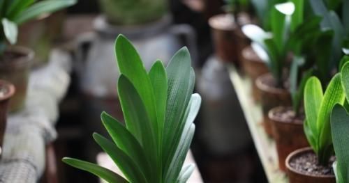 百花姐姐|气温超过35℃,君子兰有“4怕”,避开后,不休眠,还长新叶