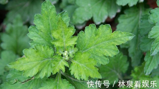 头皮屑|坚持用艾叶洗头,三天一次,一个月后,身体会对你“感激涕零”