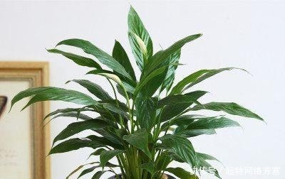 净化|这6款盆景,一款比一款有品位,“养不死”还净化空气