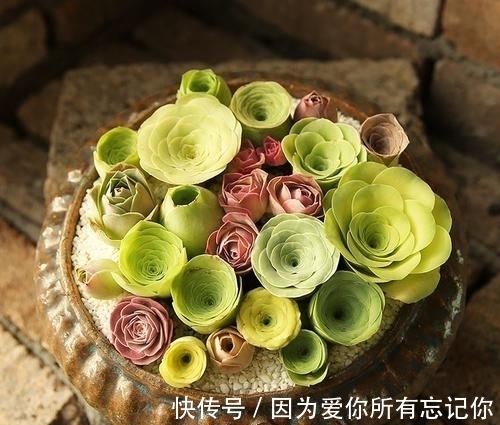4种迷人多肉，光看一眼就沦陷了，谁见了都夸美，值得拥有！