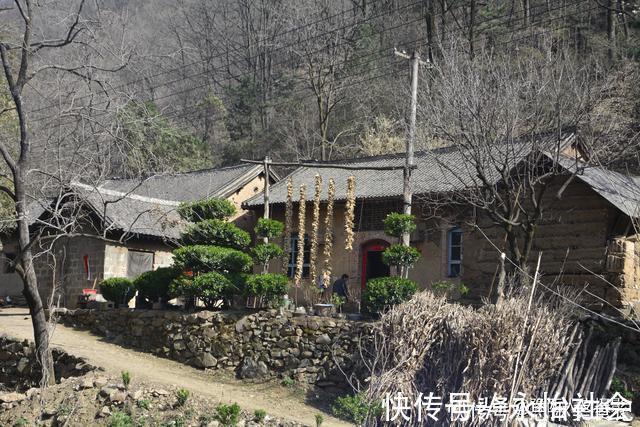 黄杨树#山村大叔耗时12年培养宝塔树,有人出价5万,大叔:开玩笑哩吧