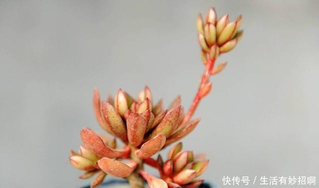 多肉植物不爆小头,用这个方法,比砍头更简单!