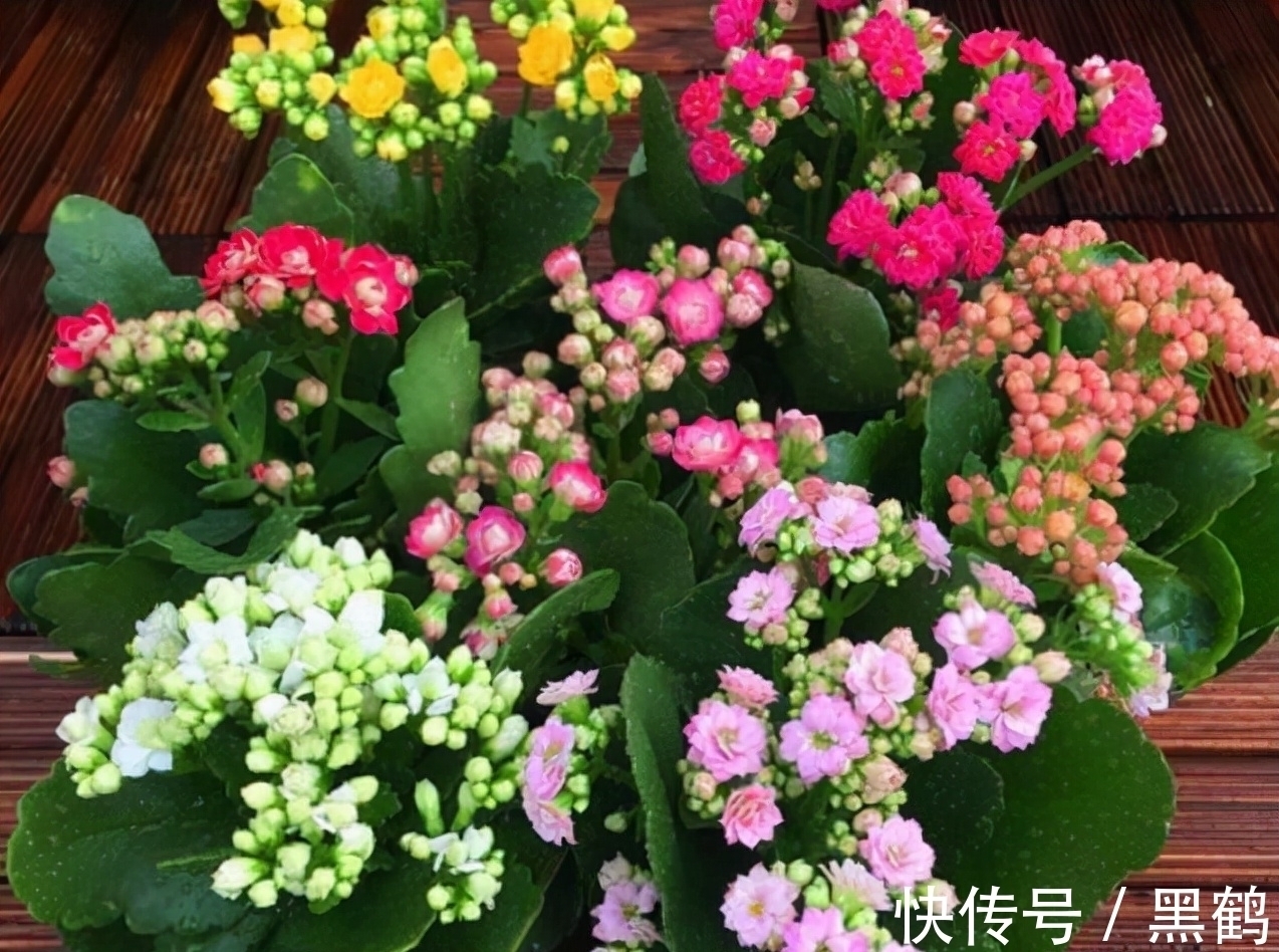 花多多2号|花市上的长寿花满头花苞?原来有“猫腻”,咱也学一学