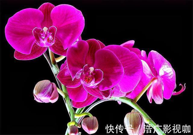 蝴蝶兰养不活开花少3招降低养护难度,花枝粗壮,开花又大又多