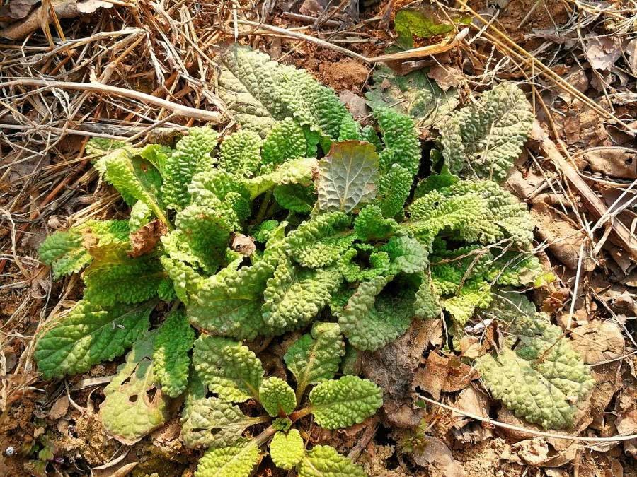 薄荷|农村一种野草,长得像薄荷,牛不吃鸡不刨,却是治疗咽炎的良药