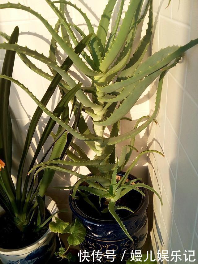 奶奶养芦荟10年,长成精了,老桩就像“胳膊粗”,小苗一大推