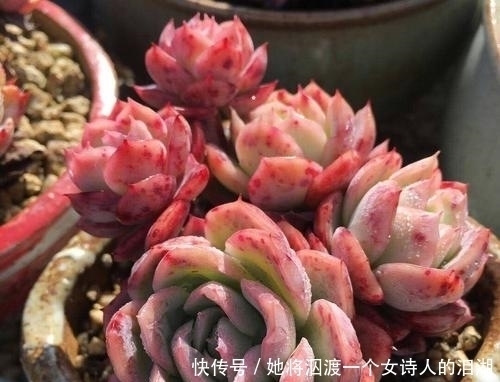 冬天养多肉,做好4件事,肉肉依旧肥美,阳台党也能养出状态!