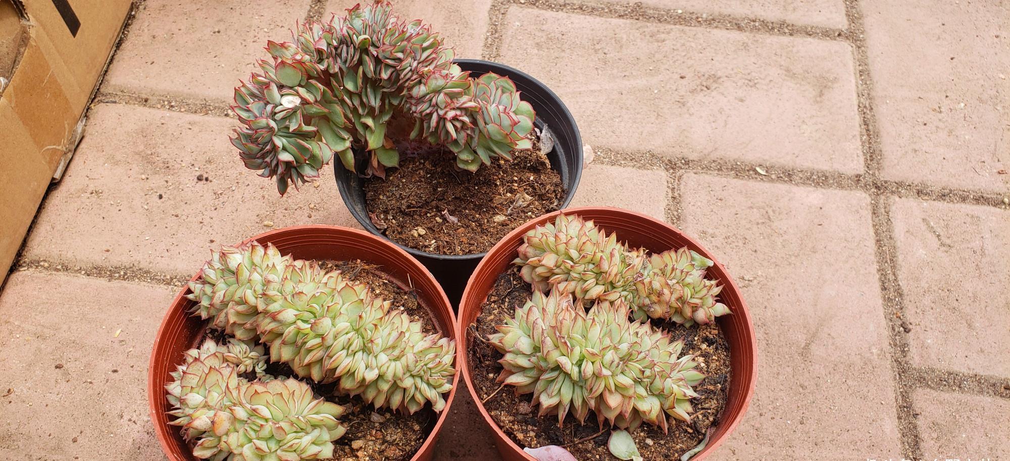 多肉缀化如何会爆盆,做好这几点,肉肉轻松爆盆没问题