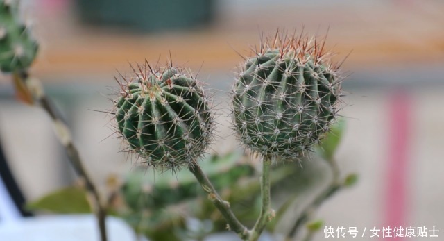 牙签扎个洞，插上仙人球，嫁接在“神木”上，变成“仙人球树”！