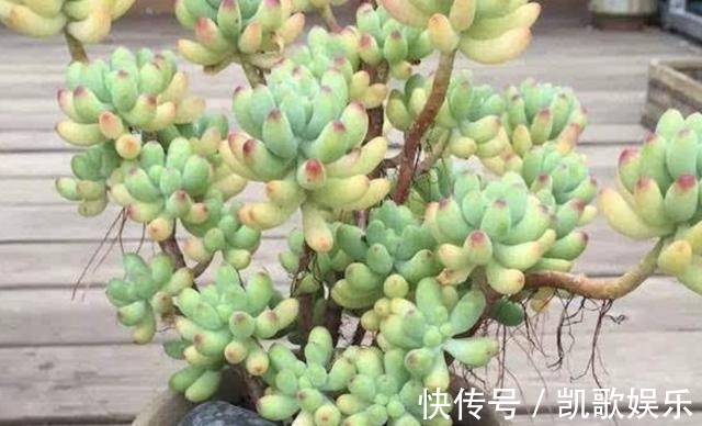 根系|多肉植物长出“小胡须”,表示植株“不健康”,花友们要明白!