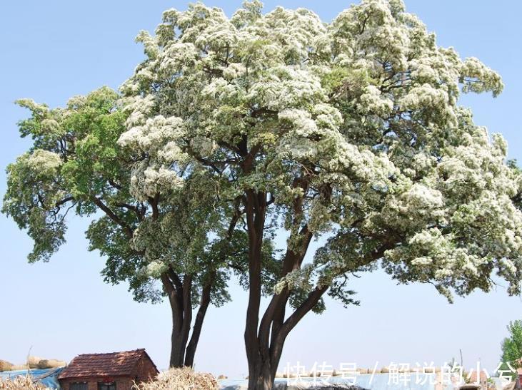 家门口养几棵树，好养好看颜值高，寓意美好还招财，能养几十年