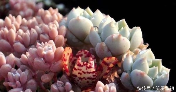 多肉小菜虫:多肉桃蛋胖到炸裂,也适用于所有景天肉!