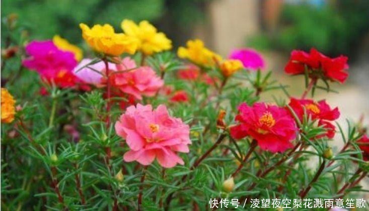 太阳花|4种花养家里,沾土就活,开花多、花期长,懒人新手都能养好!