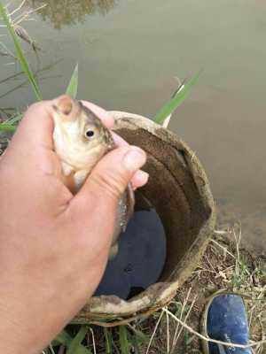 民间“钓泡法”钓鱼,鲫鱼多得让你吃不完