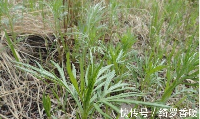 艾蒿|被列为“国宴用菜”,北方独有,营养价值高,遇到不要错过