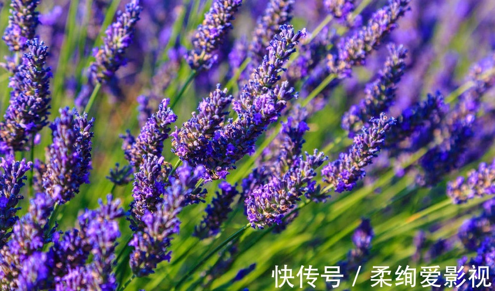 普罗旺斯|薰衣草现在开始播种,你一片紫色花海