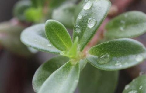 白醋倒进花盆里,竟有这么厉害的作用