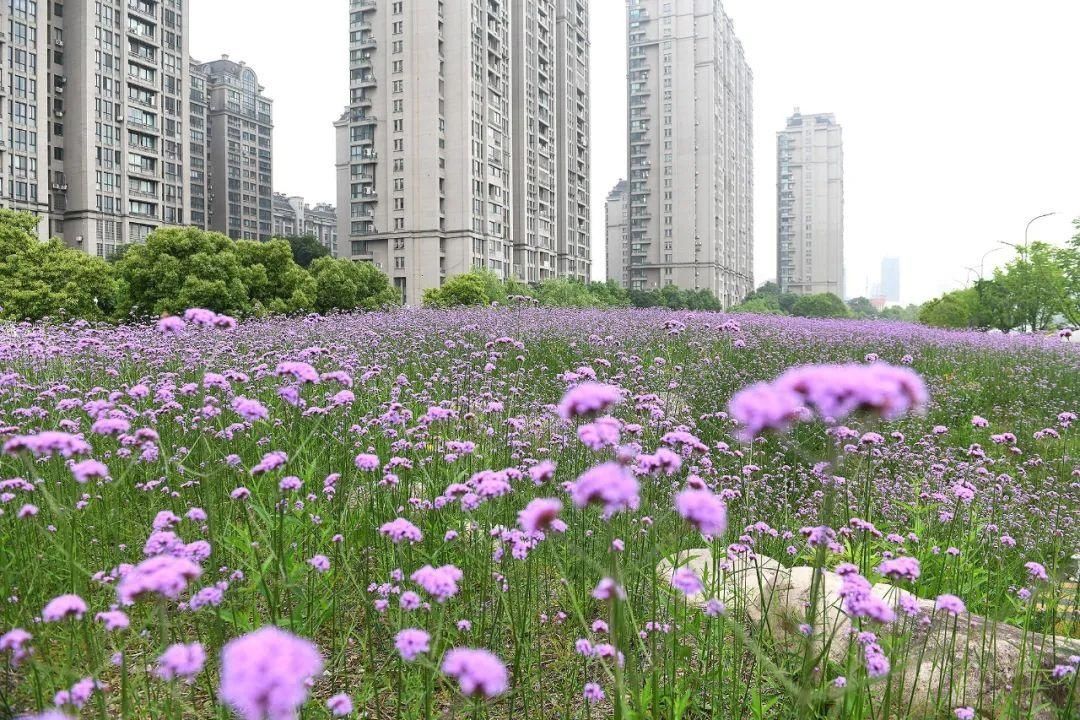 大滨菊|错过等一年！宁波这些花海快打卡