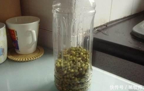 豆芽不用买，一个塑料瓶+一把绿豆，够全家吃好几天