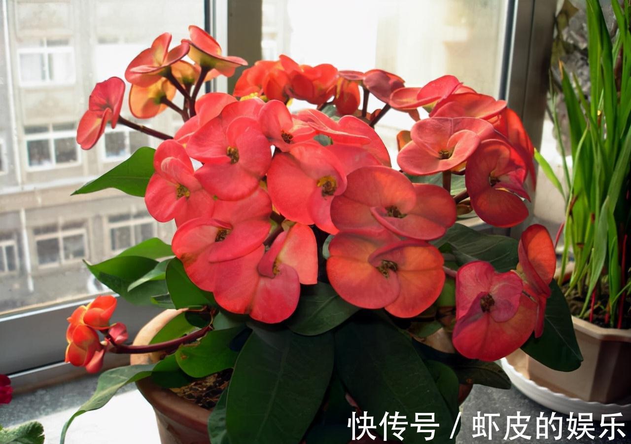 红掌|7种“勤快花”，就是“花机器”，365天开不败，从来不嫌累