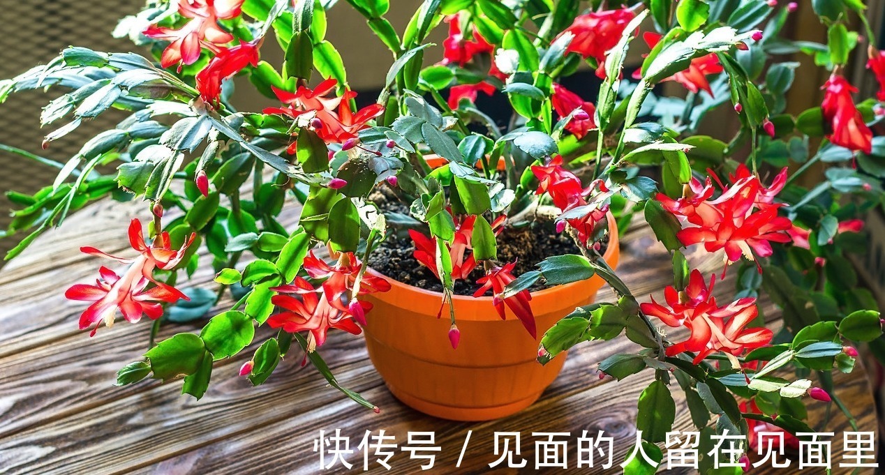 蟹爪兰开花少,两句话就搞定,一连开花几个月,开到爆盆