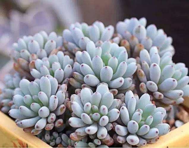 此几种多肉绿植不但美观还容易养，受到很多人的喜爱，你也喜欢吧