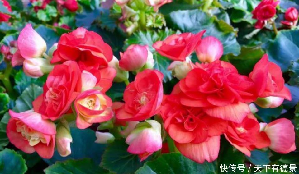 养花就养这几款,全年开花不停,花香四溢飘满屋,美