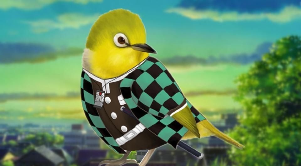 灶门|鬼灭之刃:不曾见到过的鸟类coser,炭冶郎神还原,弥豆子可爱不减