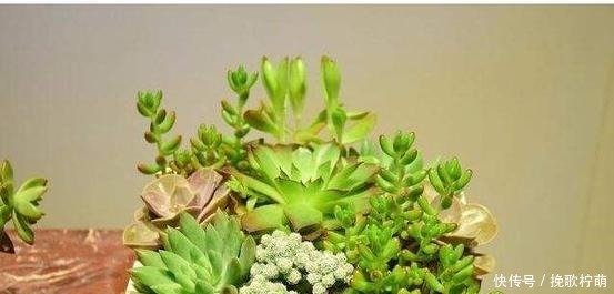 花盆|养花浇水要懂“见干见湿”,如何理解怎么把握你知道吗!