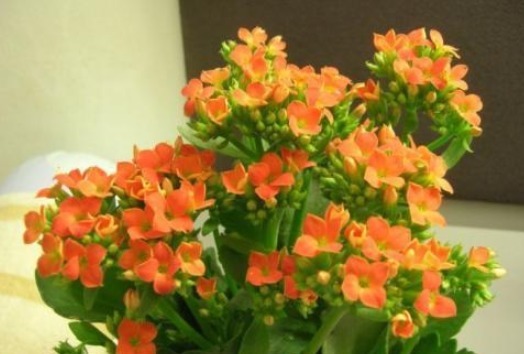 长寿花，养殖有窍门，学会这几招，花骨朵蹿不停！