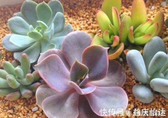 多肉植物|这3款多肉,叶片粉嫩嫩,自带少女风,居家盆栽看着真撩人
