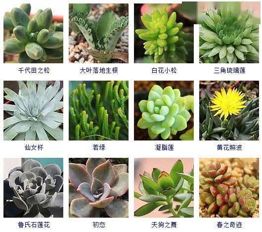 最新多肉植物图鉴大全