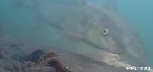 钓野生鲤鱼，调漂调钝好还是调灵好我来教你，学会后使劲上大鱼