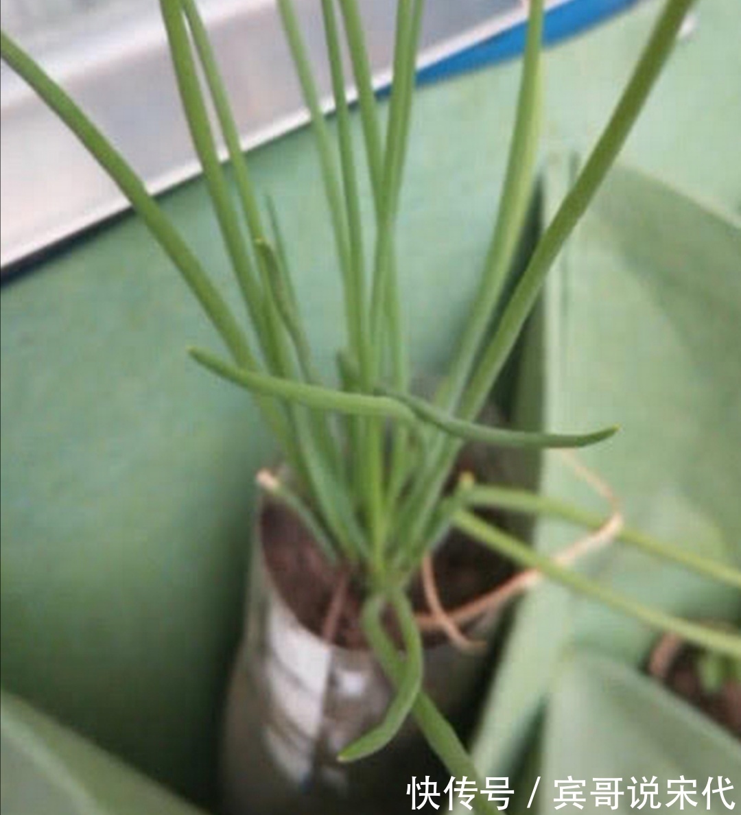 孩子们|幼儿园老师让带盆栽,最后一个小朋友你带的这是啥?