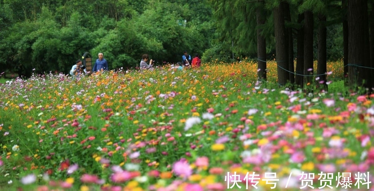 神坛#古诗七律：观景常需踏浪行，满城水韵鸟歌声