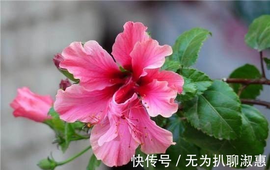 日日红|这几种花期超长的盆栽, 家里种上一盆, 一年四季都有花赏!