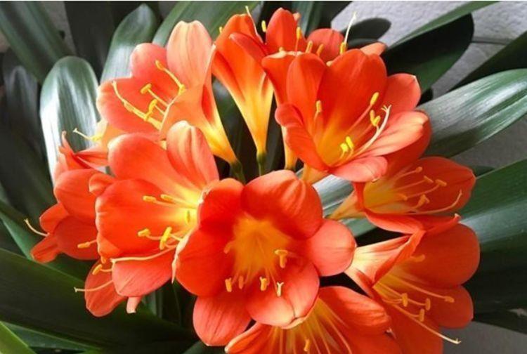 几种花卉花色惊人,层层叠叠超美艳,颜值超高的