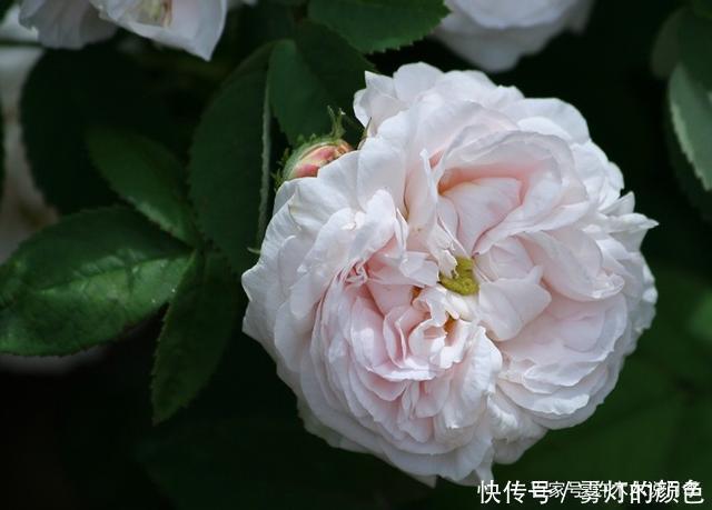 20款古老月季。数百年唯美传承,个个经典又抗病。远胜现代月季