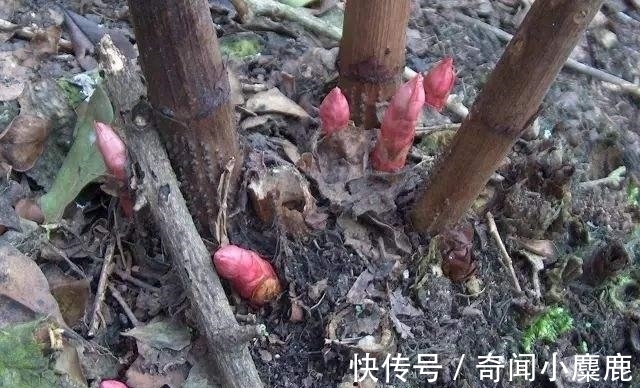 虎杖|屋前屋后见到这草，二话不说赶紧拔，小心爬的满家都是！