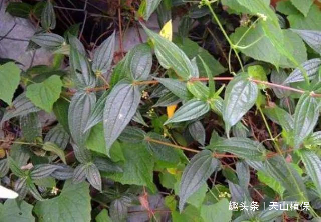 食物|根部形似人参,是穷苦人家的宝贵食物,如今要卖80元一斤