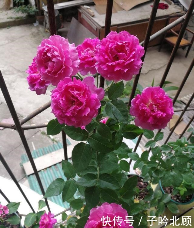 养月季花3个妙招,开花繁密蹿新枝叶,效果好现在时机正好!